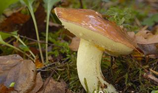 Масленок лиственничный – гриб, помогающий от артрита Грибы в масле