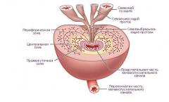 Anatómia prostaty (prostata): tvar a štruktúra