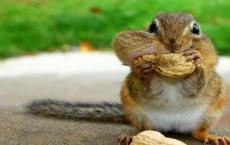 Oravien elinympäristö ja elämäntapa