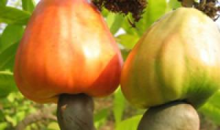 Cashewpähkinät: yhden herkullisimmista pähkinöistä hyödyllisiä ominaisuuksia ja haittoja Kuori cashewpähkinät