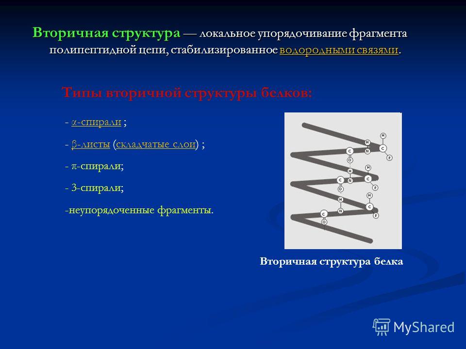 Какие связи стабилизируют вторичную структуру белков. Вторичная структура это локальное упорядочивание. Роль неупорядоченных участков вторичной структуры белка. Неупорядоченная цепь. Упорядоченное деление неупорядоченное деление.