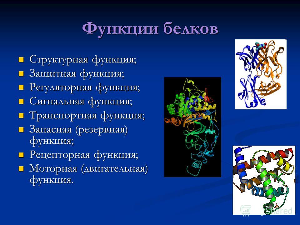 Полимерами белков являются. Функции белков Регуляторная функция. Белки строение полимера. Сигнальная функция белка.